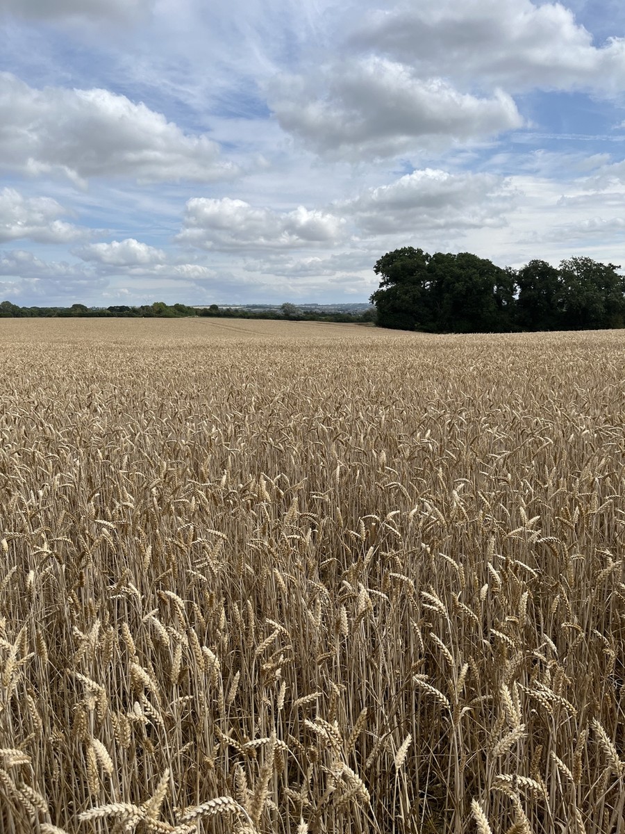 Crops growing in fields west of Linslade