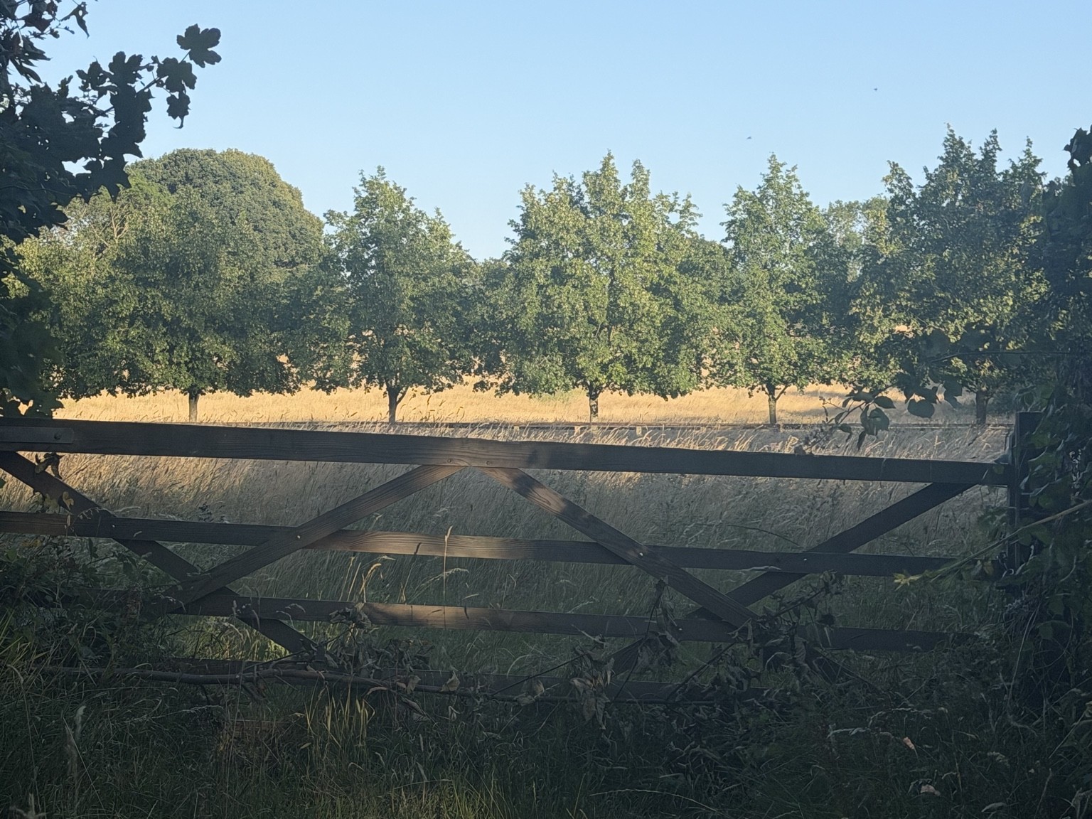 A local path through mature vegetation