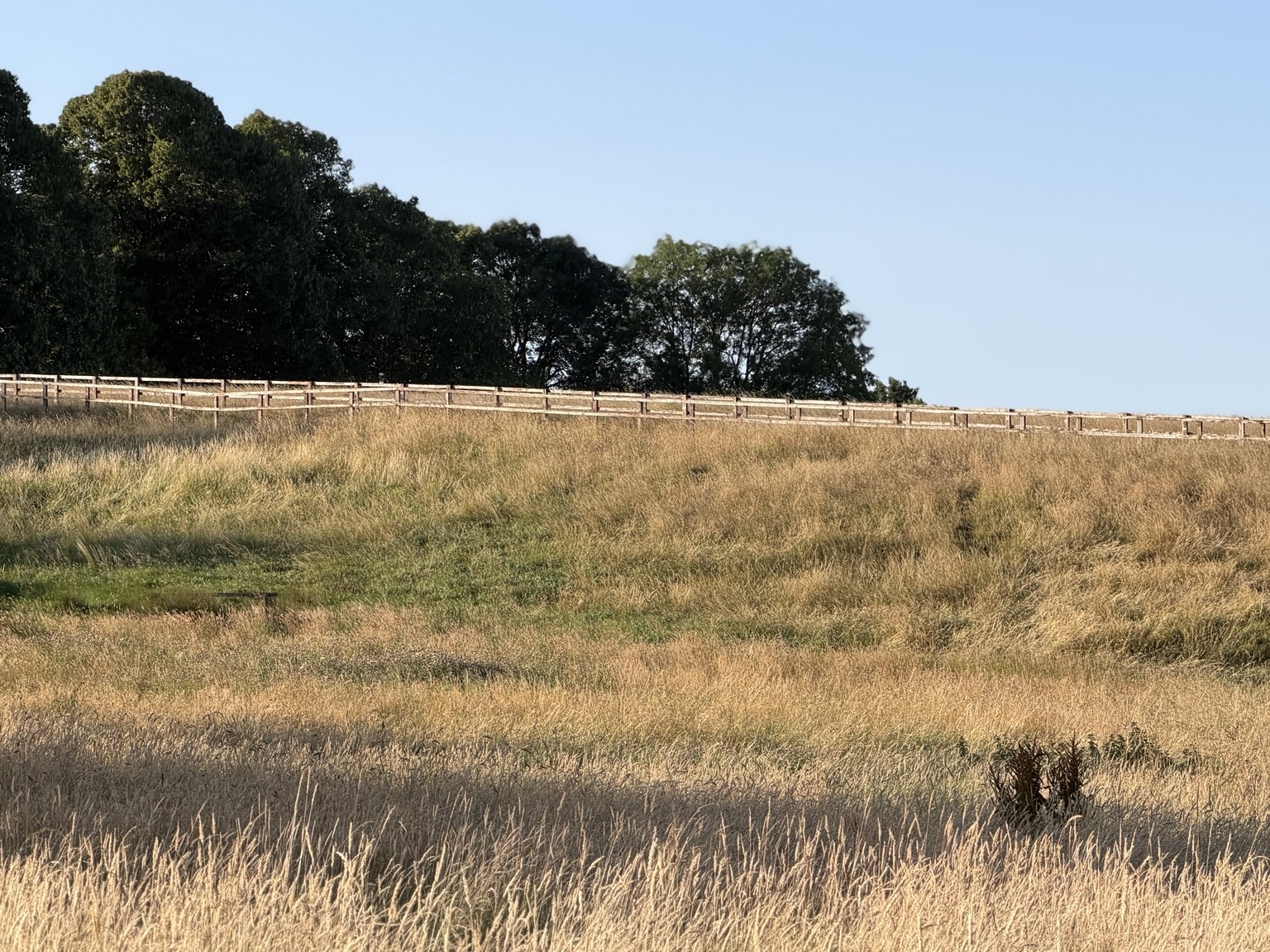 Mature trees, hedgerows and field-edge habitat